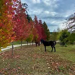 Country house Quinta Levadas - & Nature *